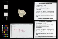 Foto (Objekt + Etikett) von Cracensigillatus acutirostris (Moericke, 1889)  (NHMW-GEO-2014-0194-0790)